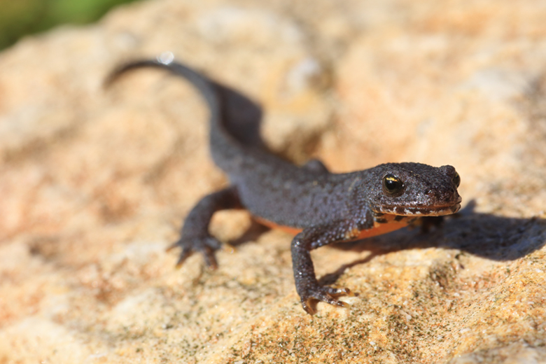 tritone? Ichthyosaura alpestris alpestris, fase terricola